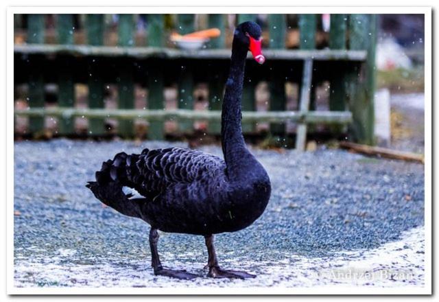 Cicha Woda ピエシツェ エクステリア 写真